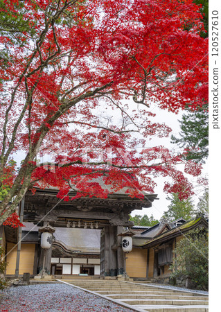 Koyasan Kongobu-ji Temple: Main gate surrounded by autumn leaves 120527610