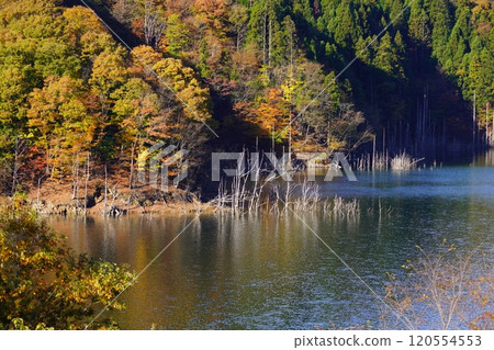 Autumn foliage at Tokuyama Dam Lake in late autumn 120554553