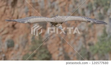 Griffon Vulture (Gyps fulvus), Crete, Greece 120577680