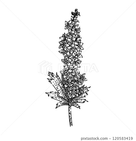 blue delphinium sketch hand drawn vector 120583419