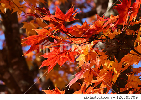 Autumn leaves on the tree-lined road of Shibecha Junior High School 120595709