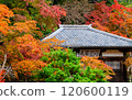 The grounds of Takaosan Jingoji Temple, Kyoto 120600119