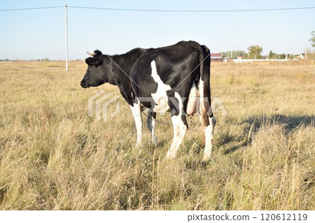 A serene cow grazes peacefully in a lush meadow under the bright sun on a warm day outdoors. The idyllic rural landscape captures the essence of simplicity and harmony in nature's beauty 120612119