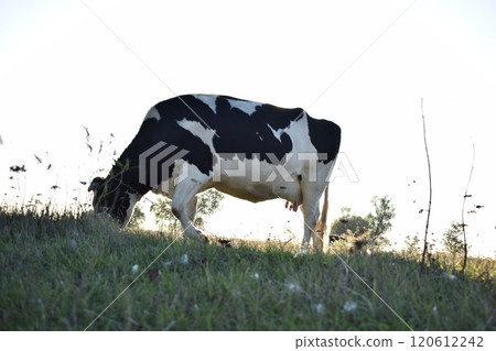 A serene cow grazes peacefully in a lush meadow under the bright sun on a warm day outdoors. The idyllic rural landscape captures the essence of simplicity and harmony in nature's beauty 120612242