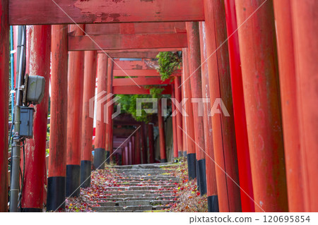 Autumn at Mount Koya: Kiyotaka Inari Shrine approach 120695854