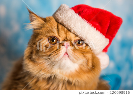 Red Persian cat in red Santa Claus hat on Christmas 120698916