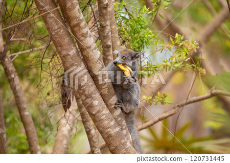 Crowned lemur in forest Madagascar nature. 120731445