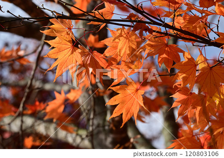 Autumn leaves on the tree-lined road of Shibecha Junior High School 120803106