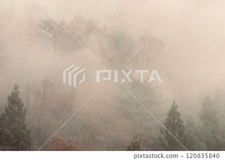 Backstroke material, Winter autumn leaves in the mist, Falling autumn leaves, Light snow, Wabi-sabi, Copy space 120835840