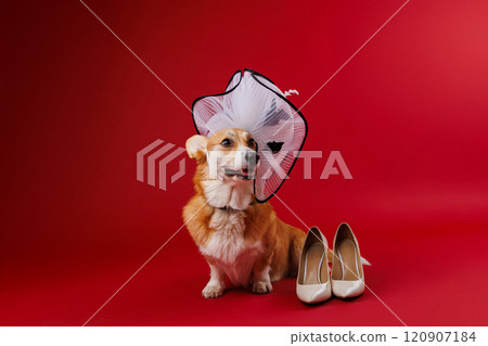 Glamorous corgi in a white hat with beige heels on red background, showcasing playful elegance 120907184