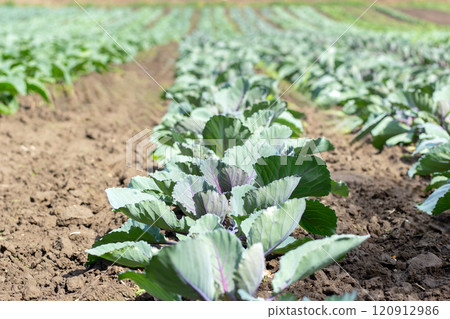 Garden with cultivated young green organic broccoli plants. 120912986