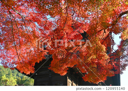 The gate of Nanzenji Temple in Kyoto City seen through the bright red maple leaves 120955140