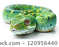 Detail of a vivid green snake against a plain white backdrop 120956440