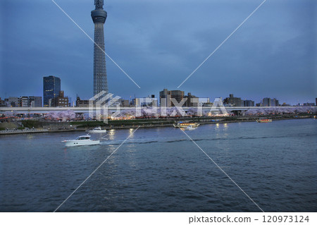 Boats, houseboats, and people with a hint of tipsiness gathered to view the cherry blossoms at night. Everyone looks happy and enjoying the spring in Japan. 120973124