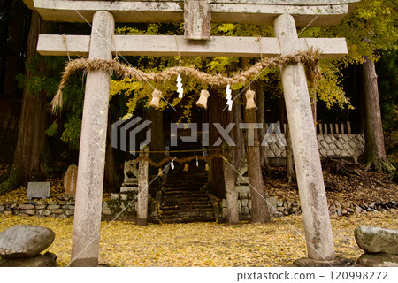 Fallen ginkgo leaves around the shrine's torii gate 120998272