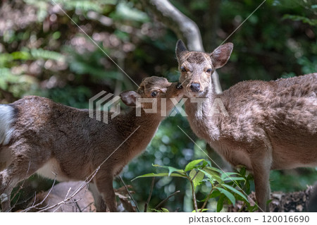 Yakushima World Natural Heritage Deer (April) A female Yakushima deer relaxing 120016690