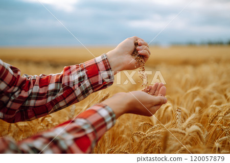 Ripe grains, ears of wheat in hands of farmer. Environmentally friendly product. Agricultural growth 120057879