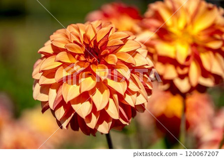 Brightly blooming dahlias (Dahlias) Kawanishi Dahlia Garden, Kawanishi Town, Yamagata Prefecture 120067207