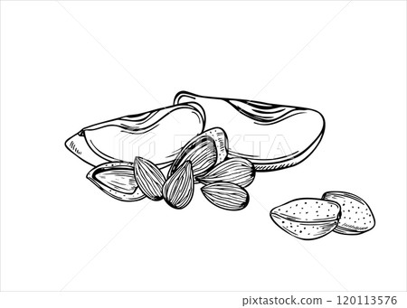 Almonds with two fresh apple slices vector illustration in black and white colors. Monochrome nuts and fruit ingredients for winter sweet desserts, drinks illustration. For menu design, package decor. 120113576