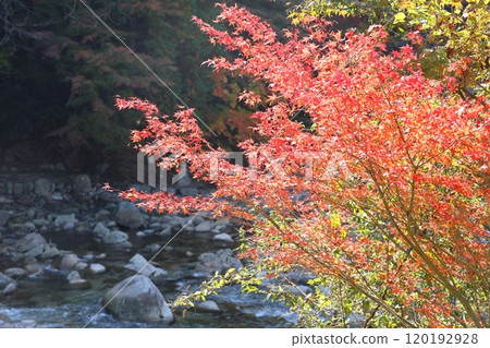 奧津溪谷的紅葉1 120192928