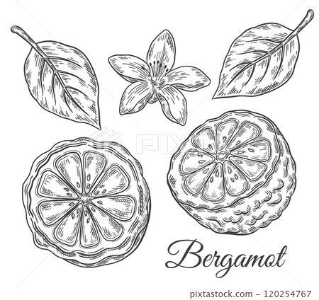 Bergamot, kaffir lime citrus fruit, green lemon slice cut with flower, leaves botanical sketch. Half tropical juicy orange. Healthy aroma food ingredient. Vintage engraving. Outline hand drawn vector 120254767