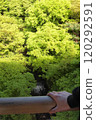 A waterfall flowing among the fresh greenery of Kyoto 120292591