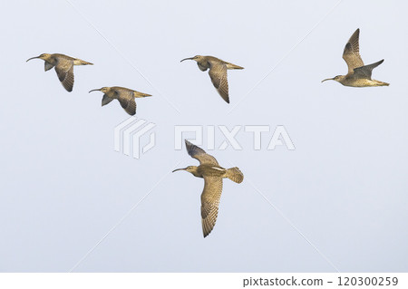 Flock of Curlews 120300259