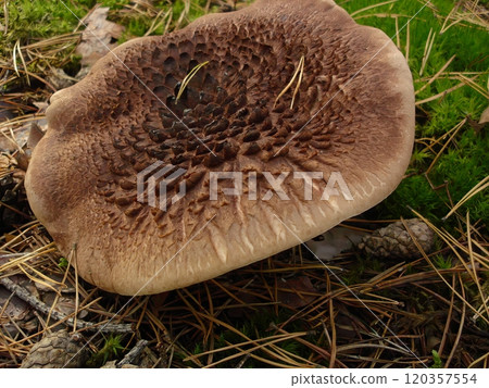 Shingled Hedgehog Mushroom Sarcodon imbricatus Growing in a Forest Setting 120357554