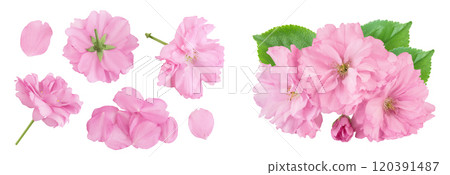 Sakura flower cherry blossom isolated on white background with full depth of field. Top view. Flat lay 120391487