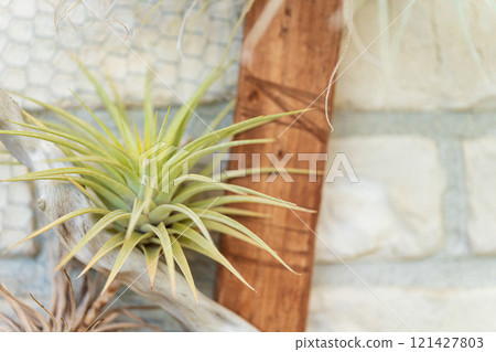 Air plant interior image 121427803