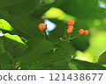 Nature Plants: The benjamina japonica, fruits in autumn. Red fruits about one centimeter in size, in the forests of Okinawa Island. 121438677