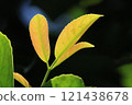 Nature Plants: The leaves of the Japanese benjamina are trifoliate. They have blunt sawtooth and prominent veins, and the young leaves are reddish. 121438678