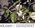 Plum blossom  121525037