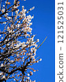 Plum blossom  121525031