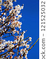 Plum blossom  121525032