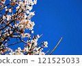 Plum blossom  121525033