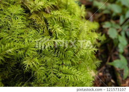 Hylocomium splendens or feather moss is growing on rainforest floor. 121573107