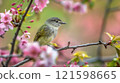 An olive flycatcher bird perched on a spring tree branch. 121598665