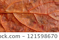 Macro view on textured autumn red leaf. 121598670