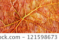 Texture of a beautiful, autumn leaf close-up in a red color. 121598673