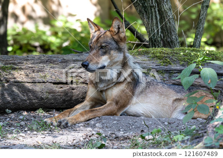 European Grey Wolf, Canis lupus in a german park 121607489