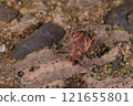 Living creatures, insects, black-striped leaf beetle, a member of the leaf beetle family characterized by the black pattern on its wings. It is about 4 mm long. 121655801