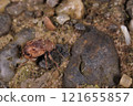 Living creatures, insects, black-striped leaf beetles, in a November grove. Coarse hairs cover the whole body. 121655857