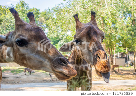 Giraffe long neck safari animal with green tree background 121725829