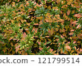 Yellowed azalea leaves 121799514