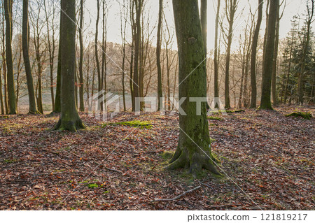 Moss covering beech trees in remote forest, environmental conservation and nature reserve. Woods with damp algae and fungal growth in serene, tranquil and calm countryside or m quiet field in Sweden 121819217