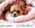 Cute chihuahua puppy on a pink blanket, close-up portrait 121824617