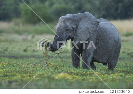 African Elephant feeding in a wetland 121853640