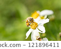 Honey bees and flowers 121896411