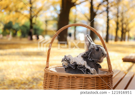 Ginkgo carpet and rabbit 121916951